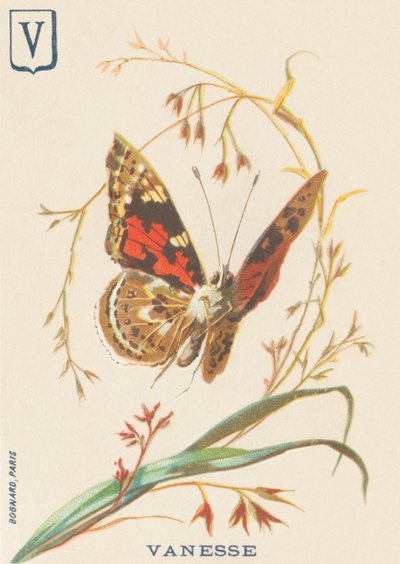V：Vanesse（Vanessa cardui或继女或Vanesse du thistle） 作者 法语学校