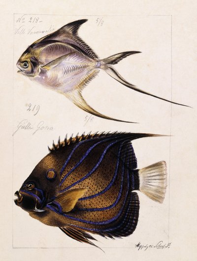 Velle ...等，约1850年 作者 法语学校