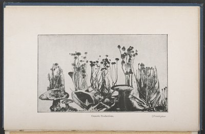 Végétation osmotique，图 62，第 163 页，选自 "The Mechanism Of Life"（英文版）。 作者 法语学校