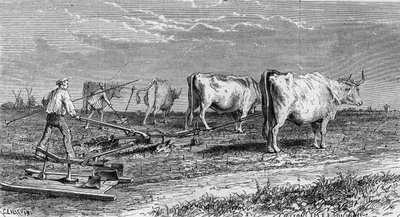 梅多克的葡萄种植：用牛拉的犁来耕种葡萄园。1868年1月11日《世界画报》第561期上的版画。 作者 法语学校