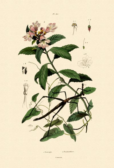 手杖昆虫，1833年至1939年 作者 法语学校