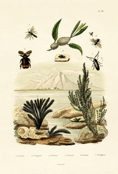 黄蜂，1833-39 作者 法语学校