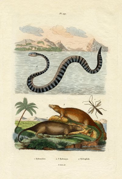 水鼠，1833-39 作者 法语学校