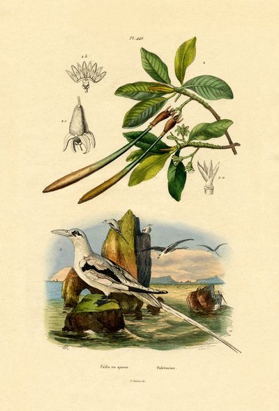 白尾Tropicbird，1833-39 作者 法语学校