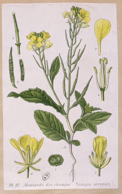 野芥菜（Sinapis Arvensis） 作者 法语学校