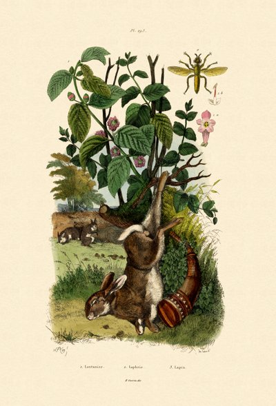 野性圣人，1833-39 作者 法语学校