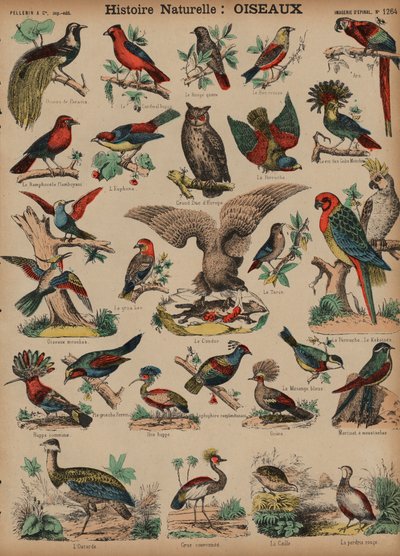 Wild birds (coloured engraving) 作者 法语学校
