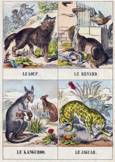 狼; 狐狸; 袋鼠； 捷豹。 雕刻“Buffon Alphabet des Animaux”。第三系列 N 1。Epinal，Epinal，19 世纪后期的成像。16 页。尺寸：28x21cm 作者 法语学校