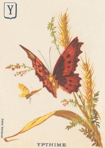 Y: Ypthime (Apatura ilia or Lesser mars changeant) 作者 法语学校