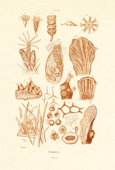 Zoophytes，1833-39 作者 法语学校