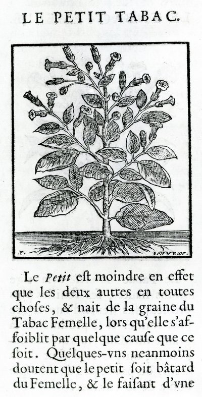 烟草毒药，来自烟草演讲的插图由Jean Le Royer de Prade，1671年 作者 法语学校