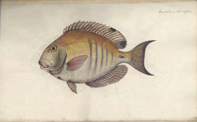 Chaetodon chirurgus，1787年之前 作者 弗里德里希·奥古斯特·克鲁格