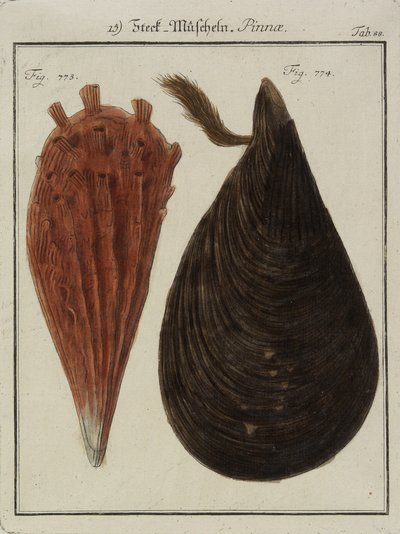 贻贝，来自Neues Systematisches Conchylien-Cabinet（The New Systematic of Shells），1784年（手工彩色蚀刻和雕刻） 作者 弗里德里希·海因里希·威廉·马蒂尼