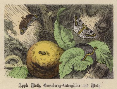 苹果飞蛾、鹅掌楸和飞蛾（彩色雕刻）。 作者 弗里德里希·斯佩克特（Friedrich Specht）