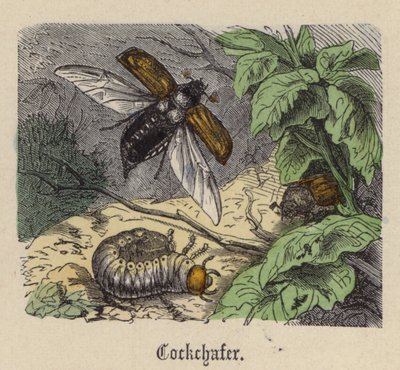 Cockchafer（彩色雕刻）。 作者 弗里德里希·斯佩克特（Friedrich Specht）