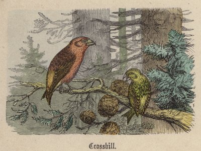 Crossbill（彩色雕刻） 作者 弗里德里希·斯佩克特（Friedrich Specht）