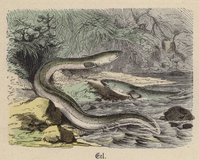 Eel (coloured engraving) 作者 弗里德里希·斯佩克特（Friedrich Specht）