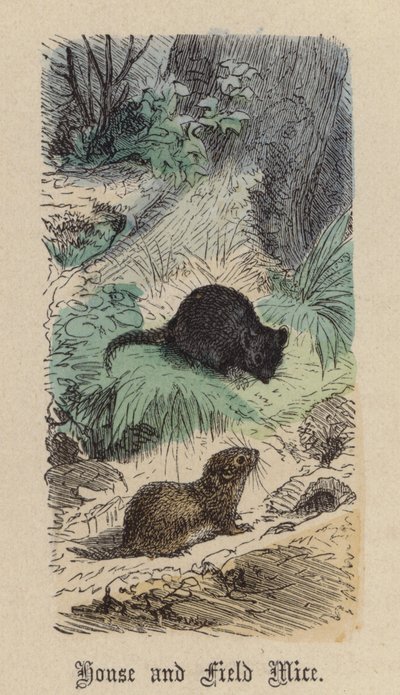 家鼠和田鼠（彩色雕刻）。 作者 弗里德里希·斯佩克特（Friedrich Specht）