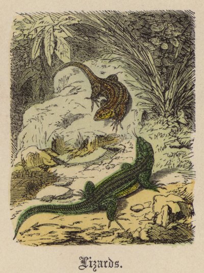 蜥蜴（彩色雕刻） 作者 弗里德里希·斯佩克特（Friedrich Specht）