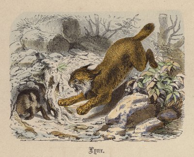 猞猁（彩色雕刻 作者 弗里德里希·斯佩克特（Friedrich Specht）