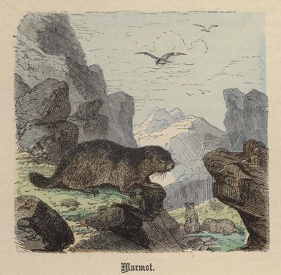 旱獭（彩色雕刻 作者 弗里德里希·斯佩克特（Friedrich Specht）