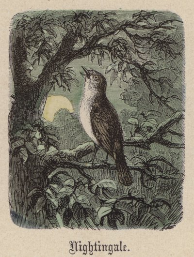 夜莺（彩色雕刻） 作者 弗里德里希·斯佩克特（Friedrich Specht）