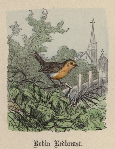Robin Redbreast（彩色雕刻） 作者 弗里德里希·斯佩克特（Friedrich Specht）