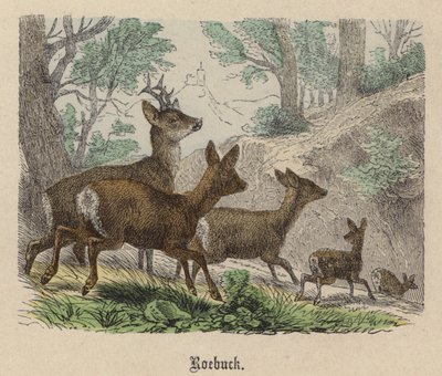 Roebuck（彩色雕刻）。 作者 弗里德里希·斯佩克特（Friedrich Specht）