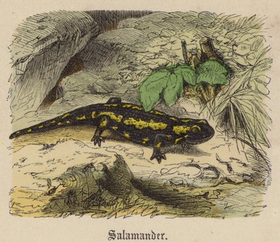 Salamander (coloured engraving) 作者 弗里德里希·斯佩克特（Friedrich Specht）