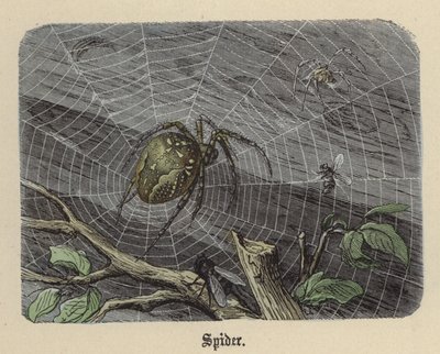 蜘蛛（彩色雕刻 作者 弗里德里希·斯佩克特（Friedrich Specht）