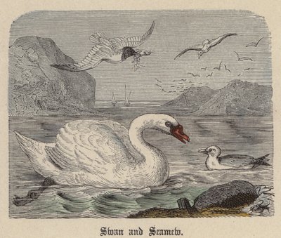 Swan and Seamew（彩色雕刻） 作者 弗里德里希·斯佩克特（Friedrich Specht）
