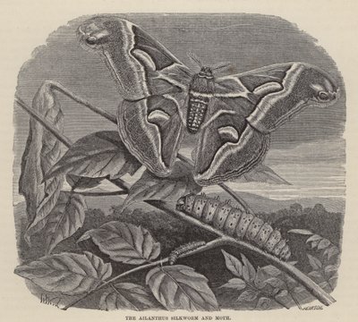 臭椿蚕蛾（版画） 作者 弗里德里希·斯佩克特（Friedrich Specht）