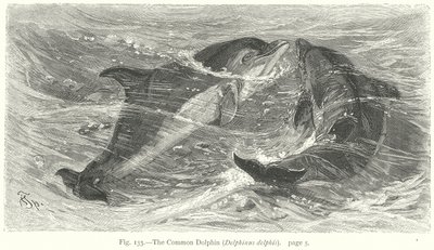 普通海豚（Delphinus Delphis）（雕刻） 作者 弗里德里希·斯佩克特（Friedrich Specht）