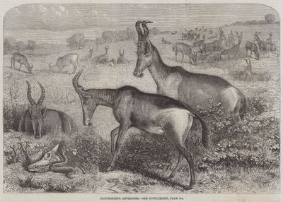 Hartebeeste Antelopes 作者 弗里德里希·威廉·凯尔
