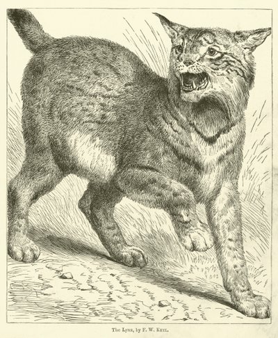 猞猁（雕刻） 作者 弗里德里希·威廉·凯尔