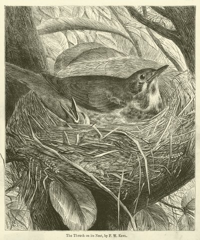 巢上的画眉（雕刻） 作者 弗里德里希·威廉·凯尔