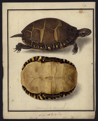Chrysemys picta，1792年之前 作者 弗里德里希·威廉·旺德
