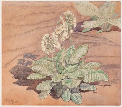 在阳光下种植报春花 作者 弗里茨·西伯格