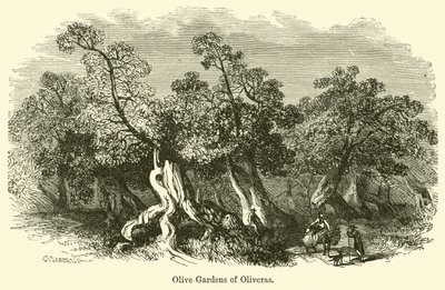 Oliveras橄榄园 作者 GF萨金特