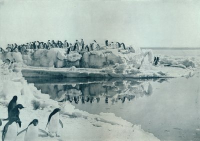 企鹅在冰脚上，1913年，1913年 作者 G.默里·列维克