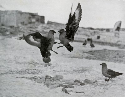 贼鸥（Suaa Gulls）争夺一些强力啤酒，1911年，1913年 作者 G.默里·列维克