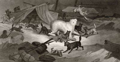 熊狩猎，由JC McRea雕刻，来自&39;1853年54,55&39;的北极探险，第一卷，由Elisha Kent Kane博士（1820-57）出版，费城，1856年 作者 怀特