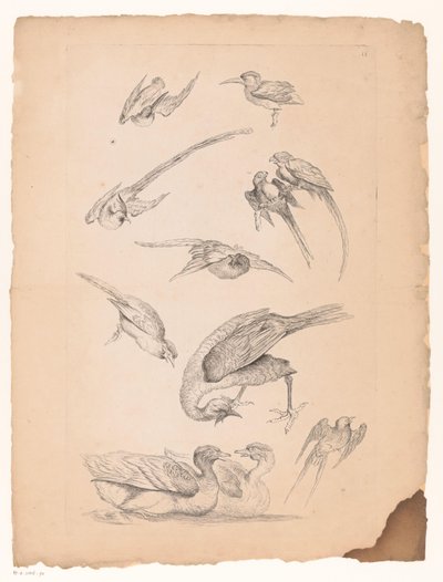 十一种中国鸟类，包括鸭子和鹦鹉
各种中国鸟类（系列名称）
Livre des differentes éspeces d