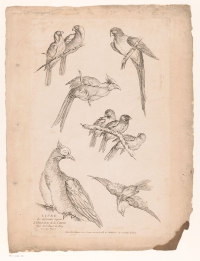 中国黑鬼
Verschillende Chinese vogels（系列名称）
Livre des differentes éspeces d