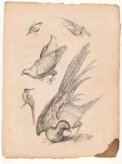 Zes Chinese vogels
不同种类的中国鸟类（丛书名）
不同种类的中国鸟类（丛书名） 作者 加布里埃尔·胡奎尔（归因于）