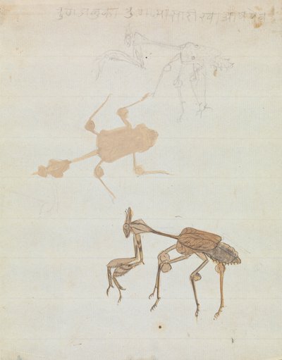 螳螂 作者 Gangaram Chintaman Tambat