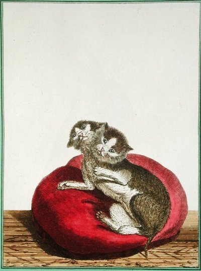 双头猫 作者 Genevieve Regnault de Nangis