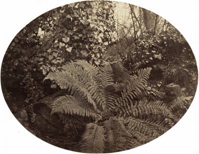 刺蕨的冬叶，约 1862 年（照片1862 年（照片） 作者 杰弗里·贝文顿