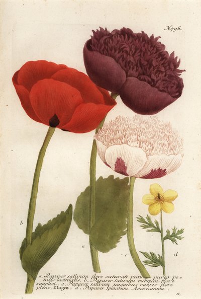Opium poppy varieties, Papaver somniferum, and Anemone mexicana 作者 乔治·狄奥尼修斯（Georg Dionysius）（后）埃勒特