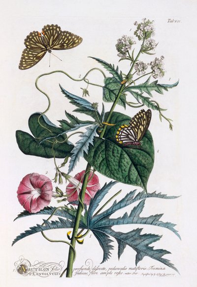 1.Abutilon, 2. Convolvulus, 约1748年手绘版画。 作者 “乔治·狄奥尼修斯·埃雷特